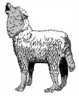 image of a wolf in sheep's clothing